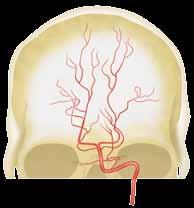 ARTERY Superficial temporal artery Maxillary