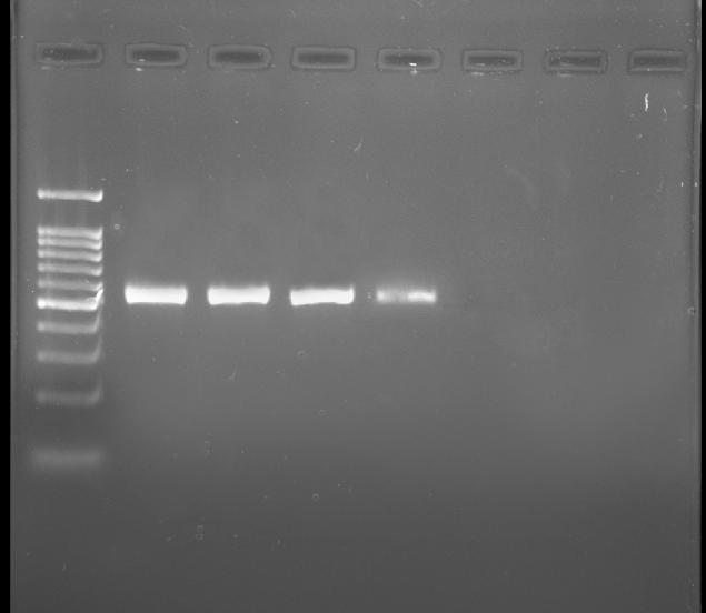 Fig.1 PCR amplified products of 16s ribosomal RNA gene of E. coli in 1.