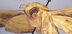 By the way, as you are learning about the structures and types of insect mouths, I thought that I would mention that there are three head positions found in