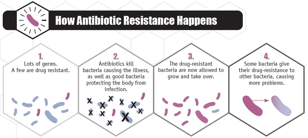 Development of Antibiotic Resistance Resistant bacteria are selected when colonizing or infecting bacteria are exposed to antibiotics Longer