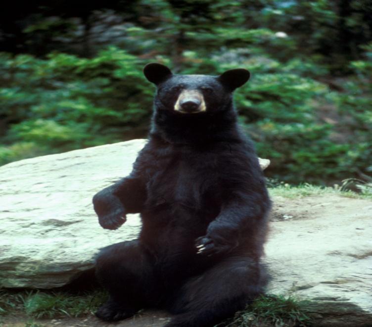 American Black Bear GENUS=