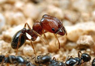 Missouri Pheidole fullerae Ant