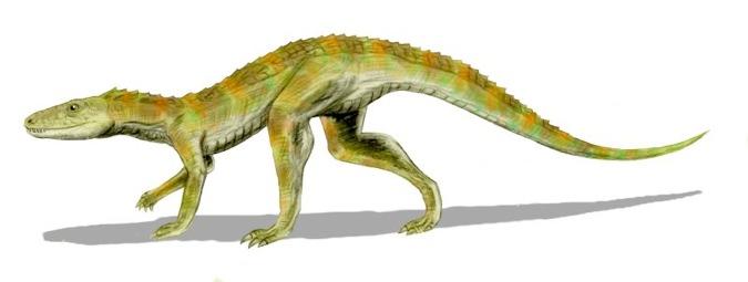 Small (4ft) Hersperosuchus Agile