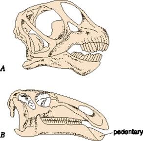 Dinosaurs Ornithiscians also lacked teeth in the front of both