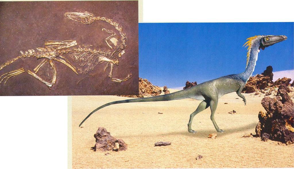 Early dinosaurs, including Rioarribasaurus, were relatively small, sleek