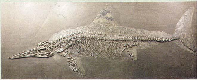 Marine Vertebrates plesiosaur: A Mesozoic marine reptile with a euryapsid skull type, abroad body, and large,