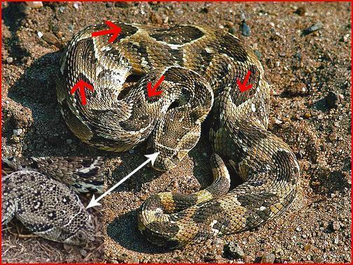 Indeed, the puff adder relies mainly on camouflage to avoid confrontation and will freeze as a person approaches. If disturbed, it will usually let out a deep, unmistakeable hiss.