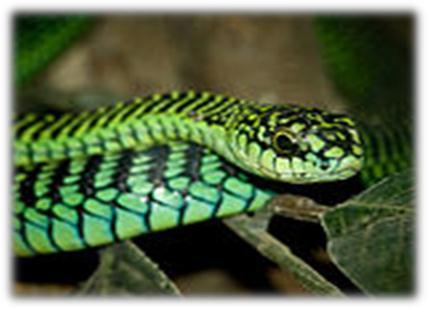 safety of crags and rock crevices. Drop for drop the boomslang has the most potent venom of any South African snake.