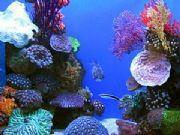 Poor Water Quality Can be Fatal In my experience poor water quality is the number one reason things go wrong with marine life in peoples saltwater aquariums.