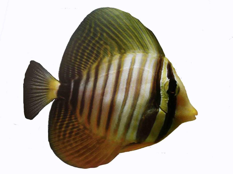 How many of these big guys (Indian Sailfin Tang) can you have in your tank? You should know. 5.