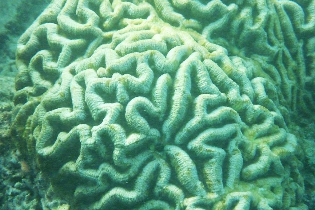 Lack of polyp expansion in corals: this problem is usually caused by not having enough water motion, poor lighting and/or poor water quality. A healthy, happy coral will always have expanded polyps.