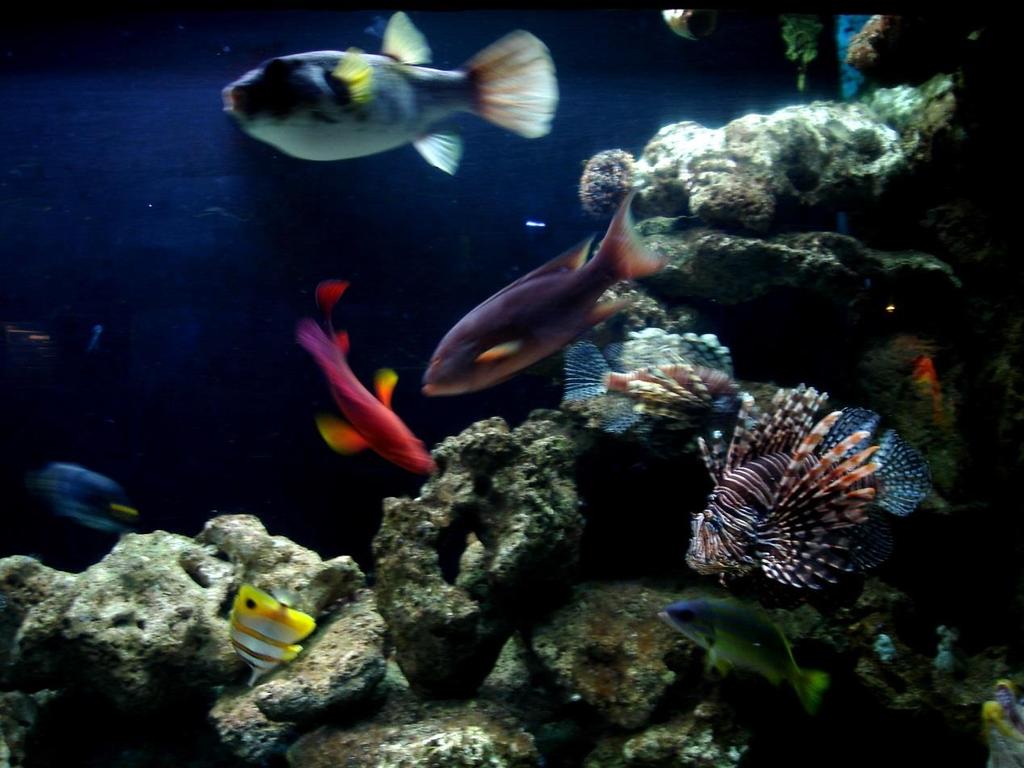 2. The next subtype is for semi-aggressive species that should be kept one of each species per tank. In this set up you will have fewer fish, as these fish tend to be larger usually predatory fish. 3.