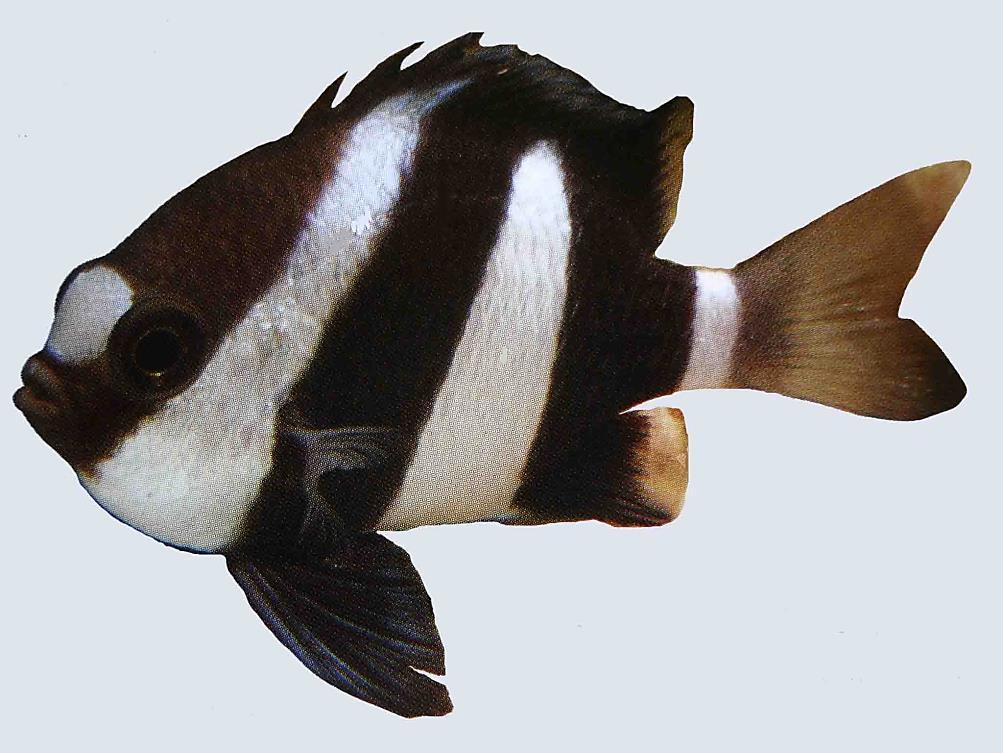 purchase not adhering to your compatible fish plan will usually come back to bite you. http://www.saltwateraquariumadvice.