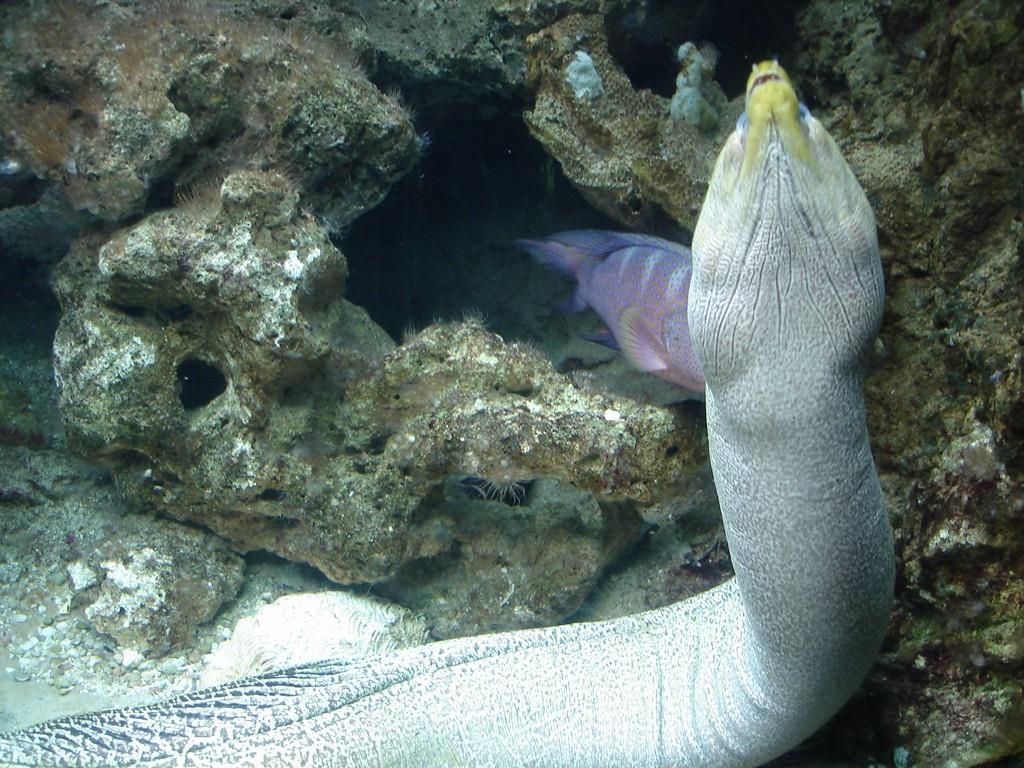 Moray Eels dont usually play nicely with others.