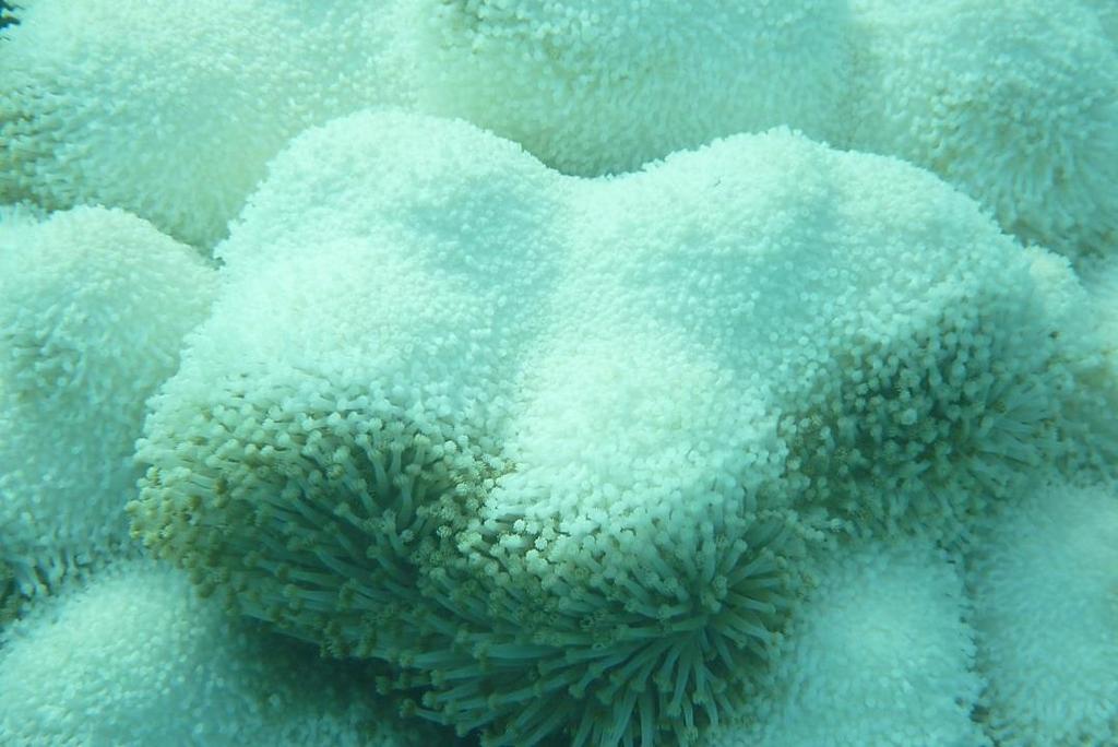 Corals should be undamaged (not too many bits broken off) and of uniform colouration and not bleached looking.