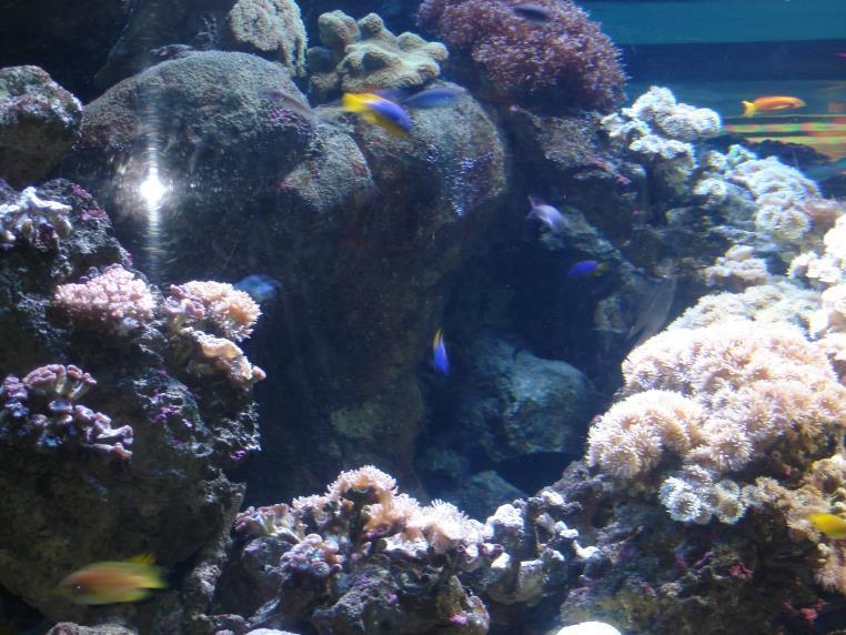 An aquascape with lots of places to hide is better for your marine life Aquascaping considerations 1.