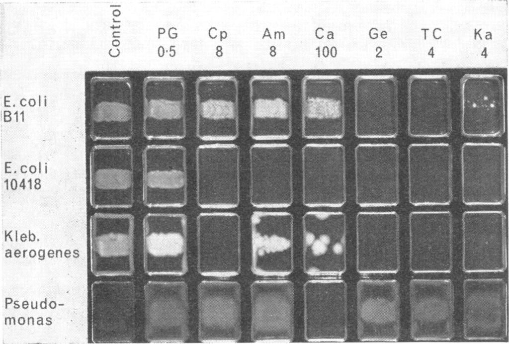 PG = penicillin G; p = cephaloridine; Am = ampicillin; a = carbenicillin; Ge = gentamicin; T = tetracycline; Ka = kanamycini. the test shown in Fig.