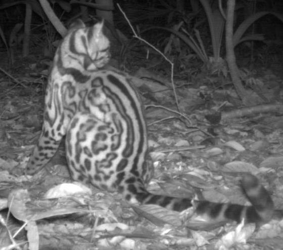 Introduction Main research question: Do the populations of ocelot and margay have a habitat