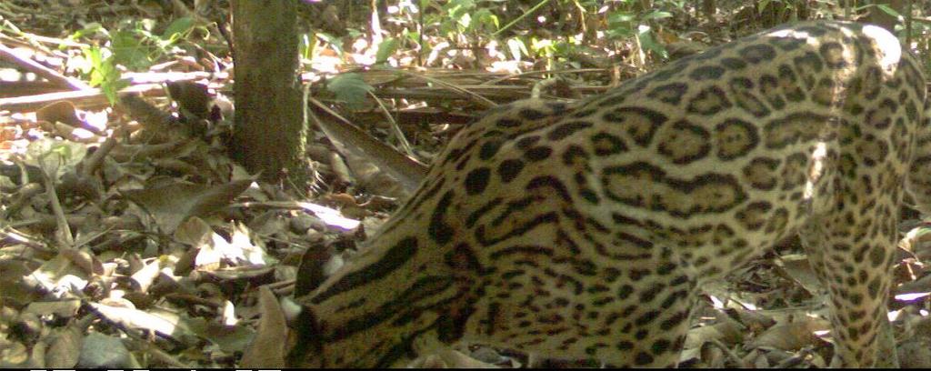 Introduction Ocelot (Leopardus pardalis) Local name Description Habitat Abundance
