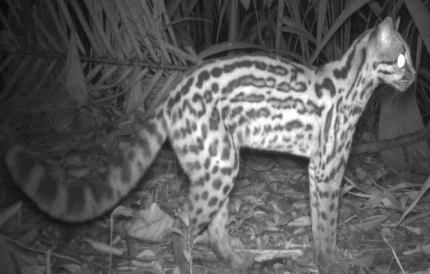Introduction Margay (Leopardus wiedii) Local name Description Habitat Abundance Activity
