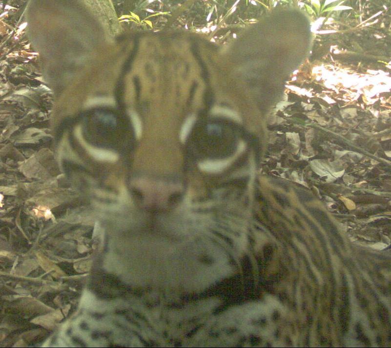 very large eyes, rotating ankle joints densely forested areas, less tolerant to disturbance