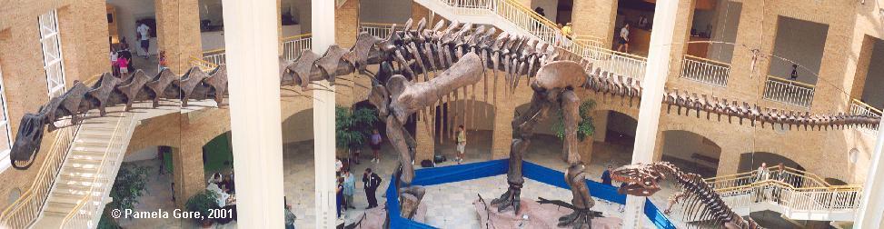 Sauropods Large 4-legged herbivorous