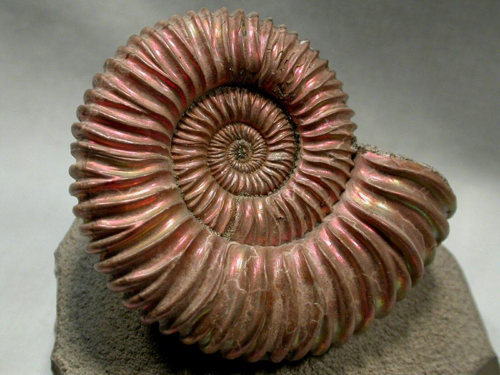 Ammonites Ammonites = dominant swimming invertebrates in Mesozoic seas.