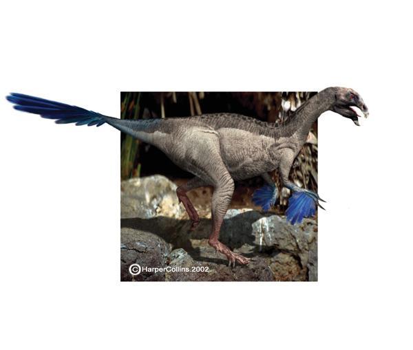 ( Tail feather") is an early genus of peacock-sized theropod dinosaurs that lived in the early Cretaceous Period
