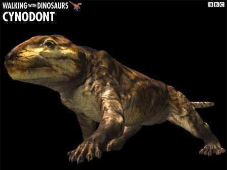 Cynodonts (Triassic) One of the first