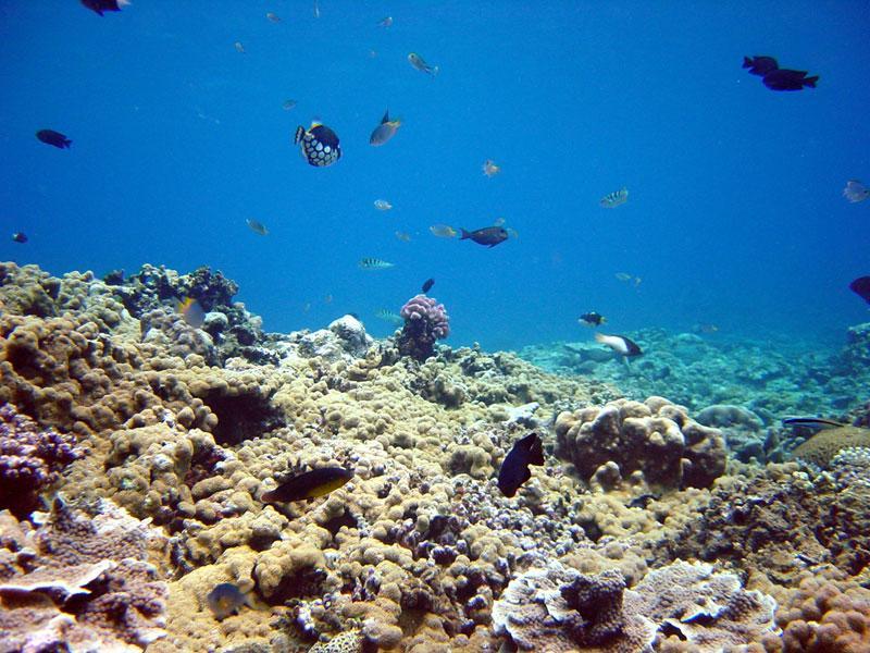 Reefs -