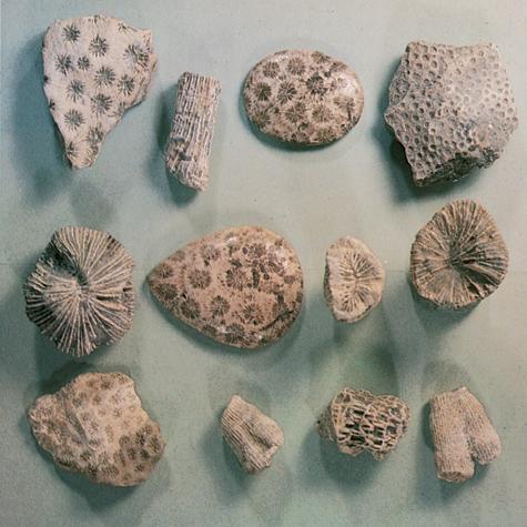 Early Mesozoic Life Reefs Hexacorals Dominant