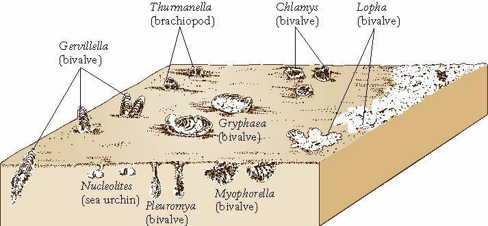 Early Mesozoic Life Stromatolites returned temporarily to shallow water