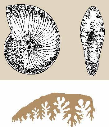 Early Mesozoic Life Ammonoids