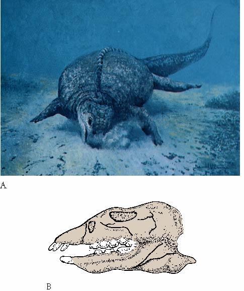 Early Mesozoic Life Marine reptiles Placodonts