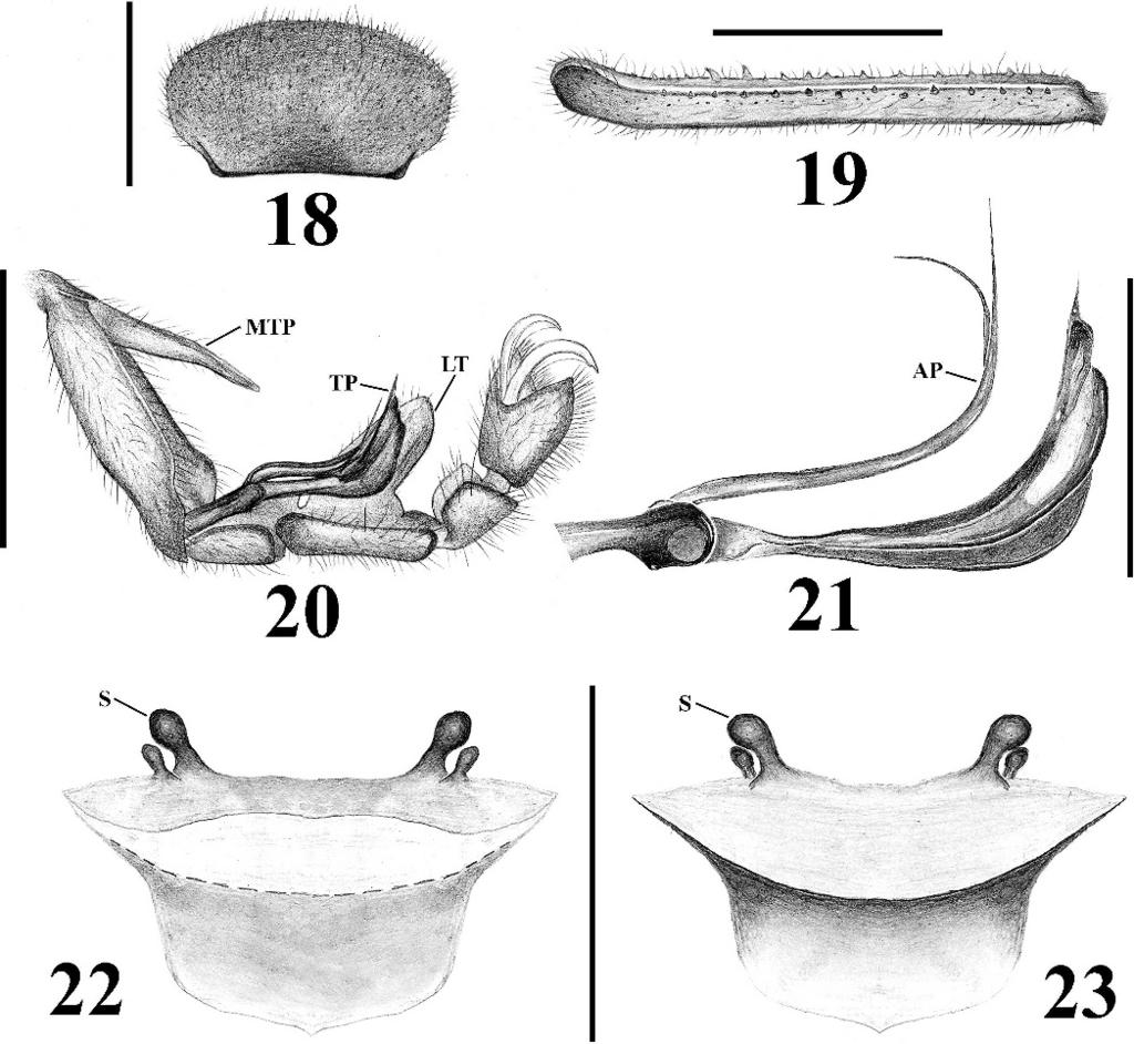 VALDEZ-MONDRAGÓN & FRANCKE NEW SPECIES OF PSEUDOCELLUS 373 Figures 18 23. Pseudocellus oztotl new species. Male holotype. 18. Cucullus, dorsal view; 19. Left tibia II, dorsal view; 20.