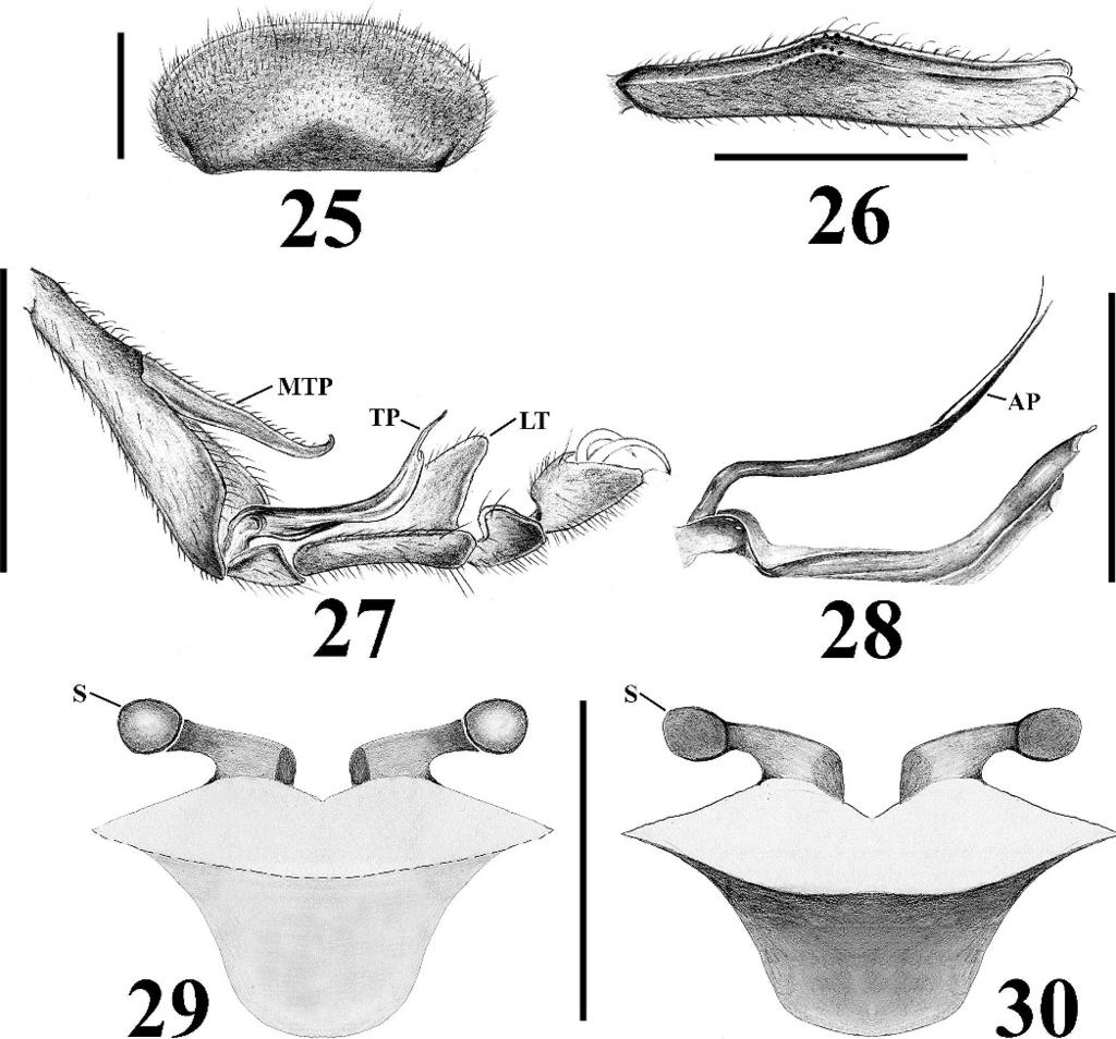 VALDEZ-MONDRAGÓN & FRANCKE NEW SPECIES OF PSEUDOCELLUS 375 Figures 25 30. Pseudocellus platnicki new species. Male holotype. 25. Cucullus, dorsal view; 26. Left tibia I, ventral view; 27.