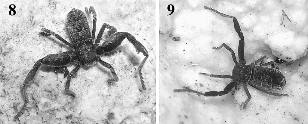 VALDEZ-MONDRAGÓN & FRANCKE NEW SPECIES OF PSEUDOCELLUS 369 Figures 8 9. Pseudocellus chankin new species. 8. Male holotype walking on the ground inside the cave; 9.