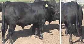 Ideal Market Beef - quality grade choice, adequate marbling, and under 24 months of age - yield grade 1 or 2 = muscular