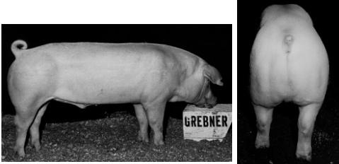 Ideal Market Hog - lean with superior belly thickness - width of ham > width through shoulder, and both wider