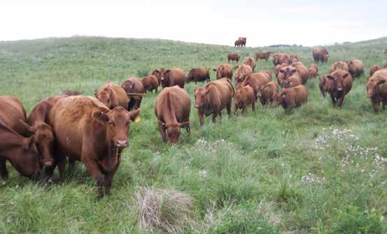 BULLS Aberdeen Livestock