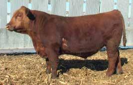 42811 is a very complete son of Brown P707 X7753 that you will appreciate his thickness, but in a very smooth package. His dam is moderate in size and a very good uddered female that works hard.