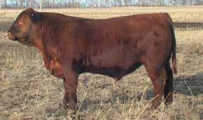 203 is an Epic 397 son out of a 13 year old dam that just keeps them coming. Buy for longtivity and maternal genetics. 7 SANDERSON RED EPIC 203 Birth: 02/28/2016 Reg.