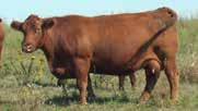 2 63 100 17 12 0.43 0.14 Sire to Lot 8 & 9 429 is a HXC Big Iron 0024X son that will add maternal genetic in your herd and wean off big set of steers. Out of a powerhouse maternal Mulberry daughter.