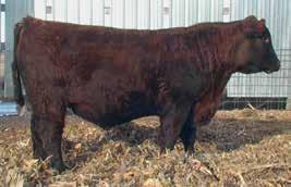 34 another Big Iron that has performance and eye appeal with a little extra frame. Dam to Lot 9 9 SANDERSON RED IRON 34 Birth: 02/24/2016 Reg.