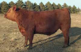11 Lot 11 & Lot 12 are twin Red Premier Sons. Brown Premier X7876 is a calving ease bull from ABS.