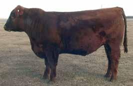 13 3414 is a KCC Pinnacle son that was born a twin to a first calf heifer.
