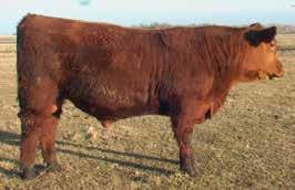 51 7-2.5 48 82 23 11 0.69 0.11 5913 is a really smooth made, moderate in frame bull that will work great on heifers. 16 SANDERSON RED 707-5913 Birth: 03/19/2016 Reg.