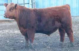23511 is a moderate, easy fleshing type of bull like his sire P707. He should work on heifers or cows. 17 18 SANDERSON RED 707-23511 Birth: 03/06/2016 Reg.