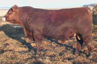 19 SANDERSON RED Red Angus/Simmental X - No Papers Birth: 07/10/2015 Dam Age: 7 BW: 81 WW: NA