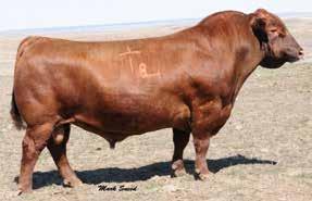 Calves exhibit excellent volume, muscle and solid growth. Setting the industry standard for moderate birth weight, high growth, high carcass merit genetics with a very pleasing physical type and kind.